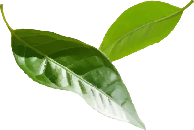 DiepTra